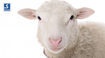 Comment choisir un mouton en bonne santé ?