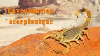 Envenimation scorpionique