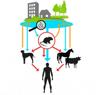 La leptospirose ict&eacute;ro-h&eacute;morragique: Fi&egrave;vre de Weil