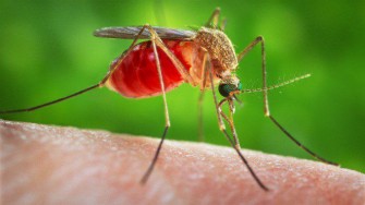 Les maladies transmises par les moustiques, comment les éviter?