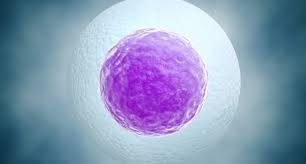 Fertilité : Des ovules développés en laboratoire 