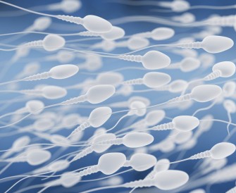 Créer des spermatozoïdes chez ceux qui n’en ont pas