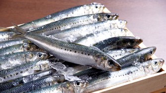 Un poisson argenté aux reflets bleu-vert : la sardine