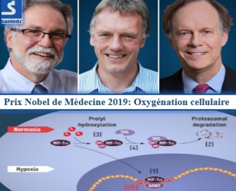 Le Nobel de médecine 2019 récompense des travaux sur l’oxygénation des cellules