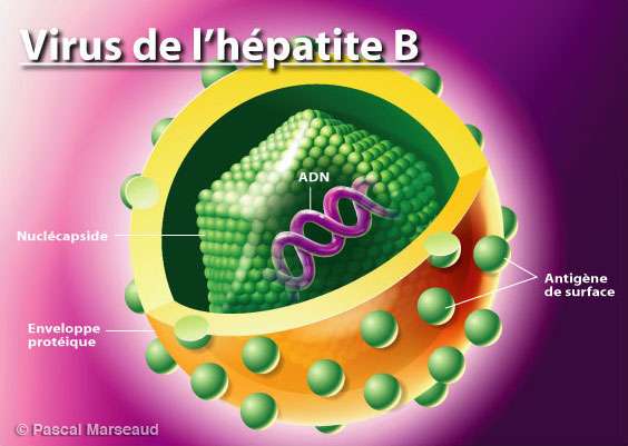 Virus de l'hépatite B