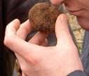 Winter French Black Truffles (Tuber Melanosporum) -Australian Grown(Australia)