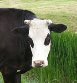 Les vaches trouvent leur calcium dans l'herbe.
