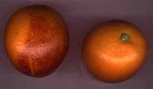 Oranges, vue externe