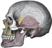 crâne masculin