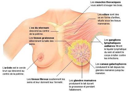 Anatomie de la glande mammaire vue de face