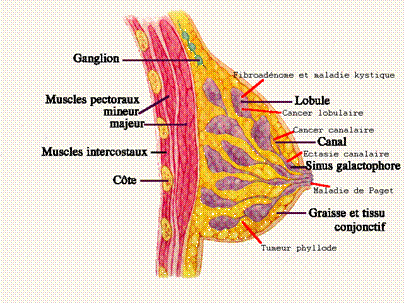 Anatomie de la glande mammaire en coupe
