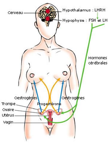 Schéma de l’action hormonale sur la glande mammaire