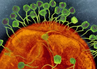  Les phages : des armes qui inhibent le système de défense des bactéries