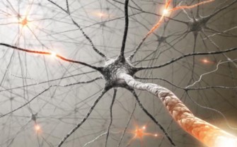 Épilepsie : Identification d’une signature neuroanatomique commune