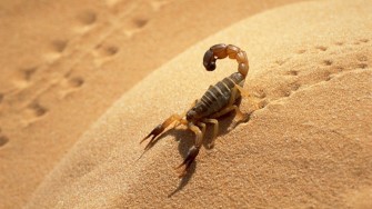 Plus de 1.800 piqûres de scorpions et 6 décès depuis janvier à Adrar