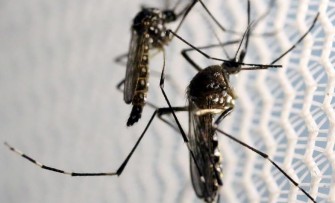 Infection à virus chikungunya