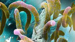 Nous n'en sommes pas au scénario-catastrophe d'une pandémie bactérienne incontrôlable, mais l'inquiétude grandit