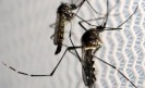 Infection à virus chikungunya